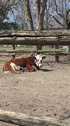 cow is resting and ruminate toronto canada mar 2026