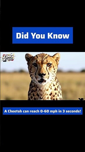 Cheetah: 0 to 60 MPH in 3 Seconds!