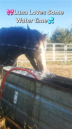 Rescue Clydesdale 🎀Luna The Water Horse💦