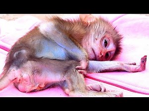Help take care of orphaned baby monkeys