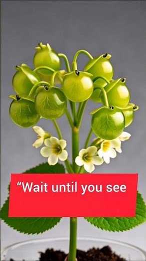 Watch Gooseberries Grow in Real Time 🌿