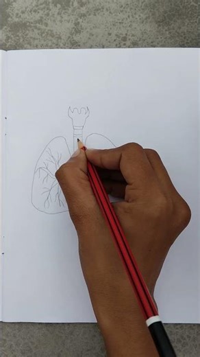 #lungs #lungsdrawing #drawinglungs #biology #models #shortsvideos #serial #bts#ghkkpm#instgramreels