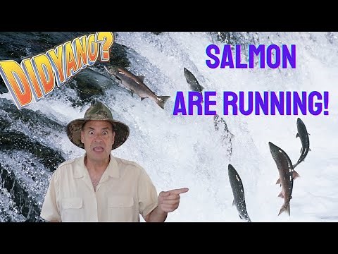 Salmon Facts for Kids: Learn about Salmon and their interesting life!