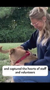 From Florida to a loving home, Snoop’s adoption story is a heartwarming reminder of what love and care can do. 💙 After being brought to Brandywine Valley SPCA from an overcrowded shelter in Florida in February 2022, Snoop spent over two years waiting for his match. He spent time at multiple campuses and in foster care, where he learned to trust and relax with other animals. Then, in April 2024, Snoop’s family found him and gave him a new home! 🏡 We partner with organizations like Brandywine SP