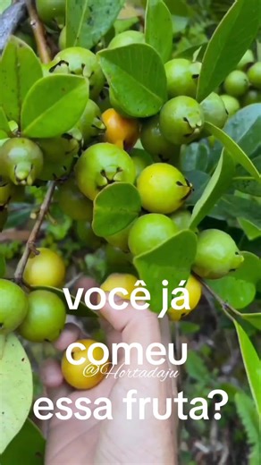 Araçá ou Goiabinha: Qual o Nome da Deliciosa Frutinha na Sua Região?