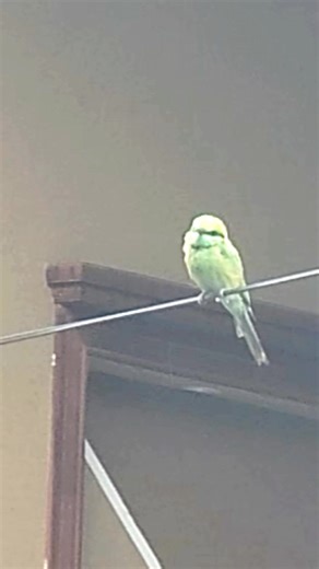 Watch a beautiful little green bee-eater calmly perching on a wire...