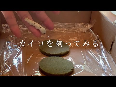 蚕を飼って糸を作ってみる。釣り糸になるのか試したい｜蚕 #1