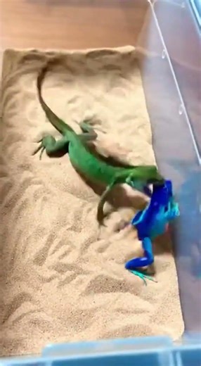 BASILISK LIZARD vs BLUE TREE FROG #animalbattle