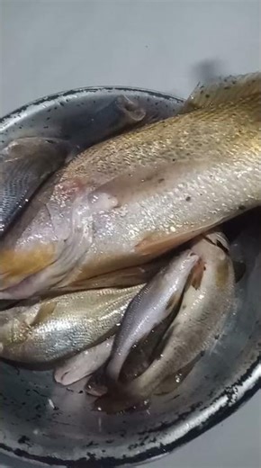 #short,viral ,cururuca de dois kg pega no anzol#pesca de praia de espigão, costão #pesca de mar #