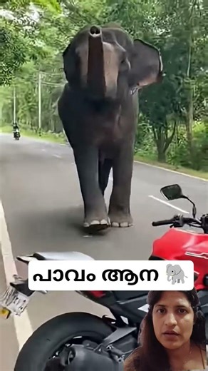 #elephant