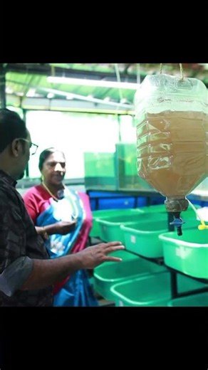 40 ഇനം ഗപ്പികൾ ഏറ്റവും കുറഞ്ഞ വിലയിൽ/GUPPY BREEDING FARM / MALAYALAM