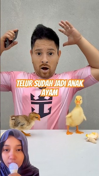 telur sudah jadi anak ayam