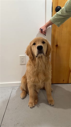Monty The Golden Boy 👑 on Instagram: "The last Monty height chart updated of 2025🥹 The boy is now 6.5 months and about 60lbs!"