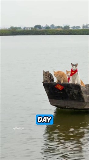 His Cats Love Fishing 😭