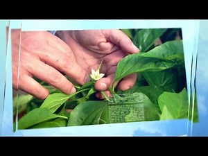 Προσαρμογή της ΕΕ στην κλιματική αλλαγή (EL)