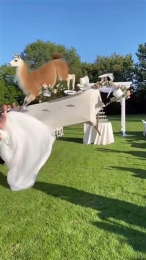 Lama Crashes Wedding