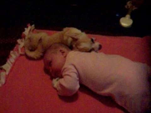 Dog Cuddling With Baby