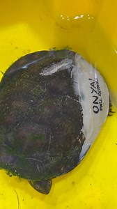 105K views · 1.4K reactions | Another little eastern long-necked...