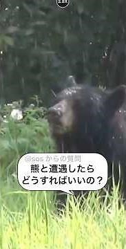 【永久保存版】熊と遭遇した時の対処法