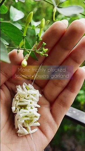 How to make Jasmine essential oil at Home | Juikari's sustainable lifestyle | #shorts #youtubeshort
