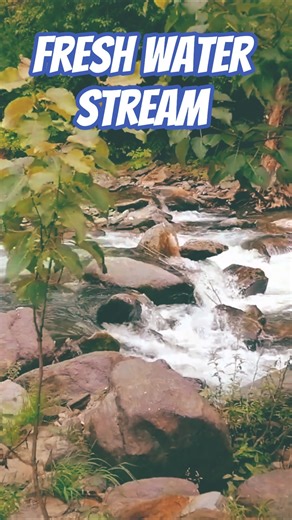 Beautiful Fresh Water Stream in Neelum Valley Kashmir