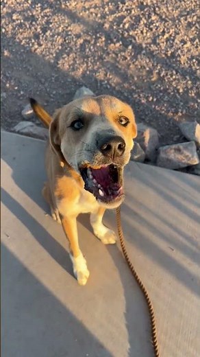 Video of adoptable pet named Iris (Courtesy )