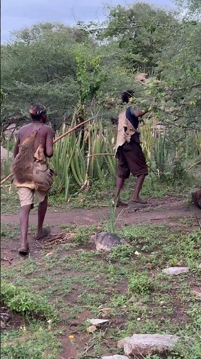 Inside the Hadzabe Tribe: Traditional Hunting and Forest Survival in Tanzania