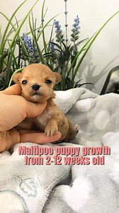 1.4K views · 233 reactions | From tiny to terrific! Witness the...