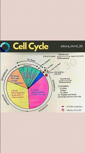 Cell cycle and cell division notes class -11th #cellcycle #class11 #neetbiology #biologynotes