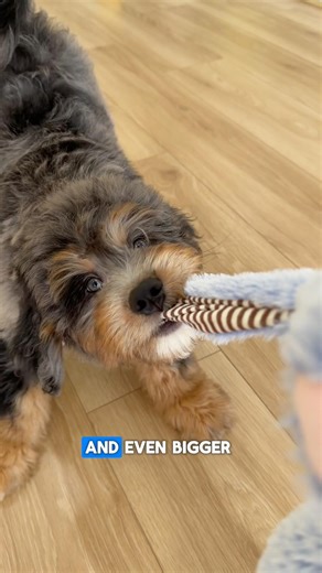 Navy - Mini F1 Bernedoodle Boy ✨🩵 #bernedoodle #puppy #minibernedoodle #cutedog