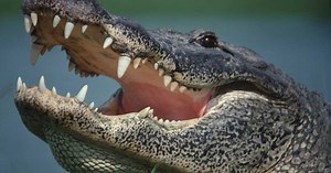 Comment survivre à une attaque d’alligator (si vous ne pouvez l’éviter)