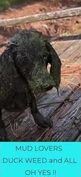 Dogs + Dams + Mud = Pure Chaos!