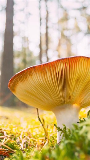 🍄 El reino fungi es uno de los más fascinantes y diversos del planeta. Sus millones de especies adoptan formas, colores y estrategias de vida sorprendentes. Las setas son solo la parte visible de un mundo esencial para el equilibrio de los ecosistemas.