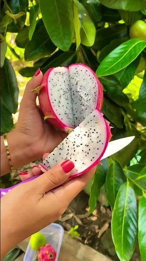 Buah Naga Putih #buahnaga