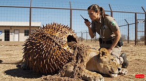 Brave Lion Cub Saves Mother at Animal Sanctuary #lion #recuse #animals | Rainbow after the storm