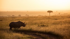 SAFARI PHOTO : 16 conseils pour réussir vos photos !