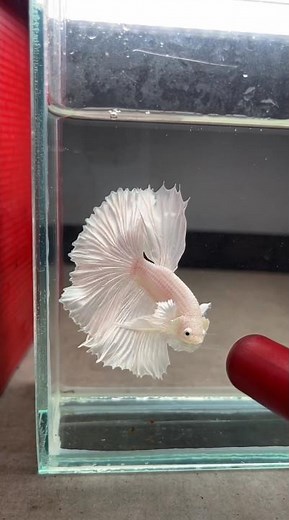 Milky White Betta Fish 🐠 | Aquadn