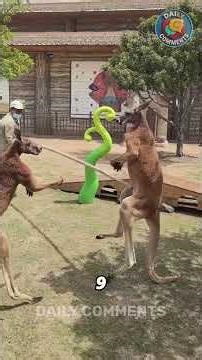 Kangaroos are basically Physics-Defying Machines 🦘🚀 #shorts