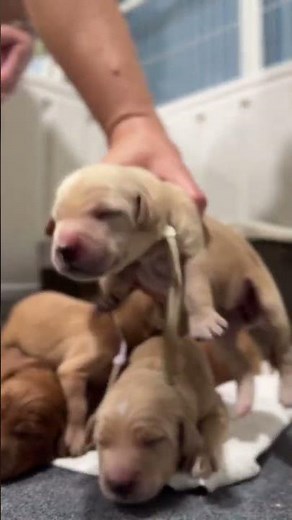 🌟🐾 Meet the adorable miniature golden retriever puppies from our Mid Summer Night litter! With