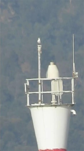 Canon SX50 HS Mega Zoom Test - Record-Breaking Close-Up.