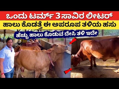 Sahiwal Nati hasu farming in Karnataka | Gyr desi cow dairy farm Kannada | Vardini farms