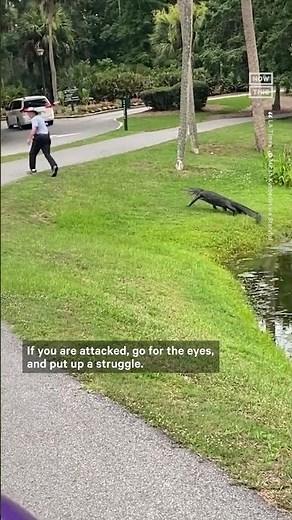 What to Do If an Alligator Chases You