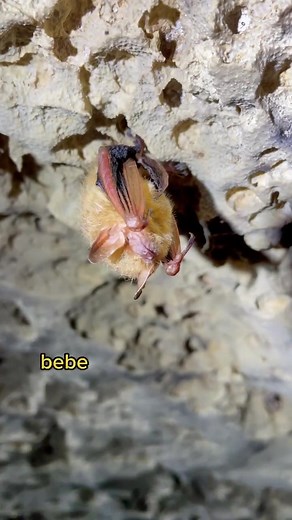 Bat Conservation International on TikTok