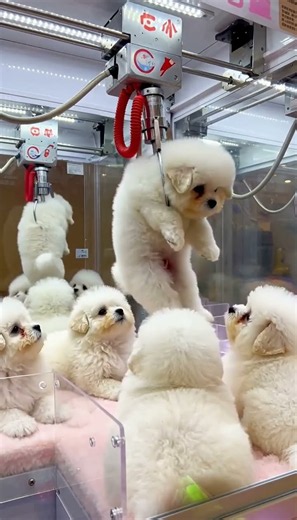 So cute! The claw machine is full of fluffy puppies