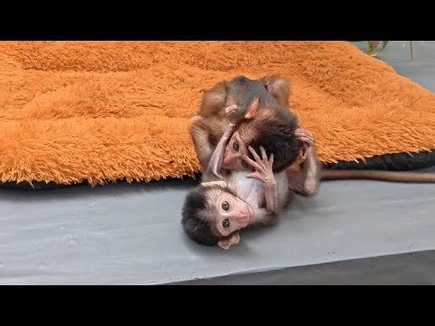 WHY DO THESE BABY MONKEYS LOVE FREESTYLE? RUBY FALLS OVER