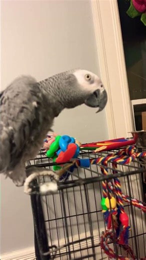 African greys feathers coming back she had none when we got her