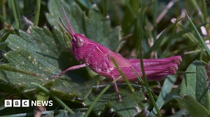 Anglesey: Rare pink grasshopper spotted in garden