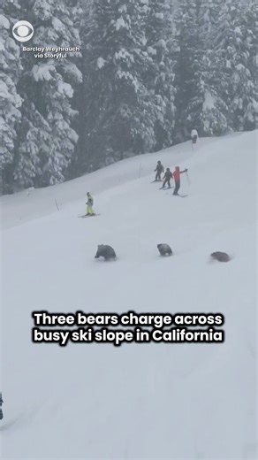 Three bears were seen charging through the snow on a ski slope at Northstar California Resort, near Lake Tahoe, as skiers came down the hill. | CBS News
