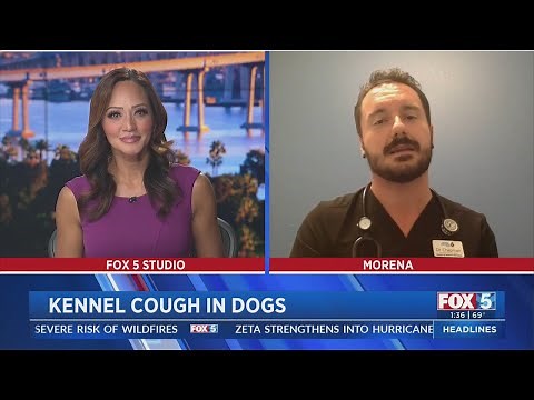 Detecting Kennel Cough In Dogs