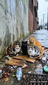 Stray Cat Shelter: He Built 5 Cats Their Own Safe Home